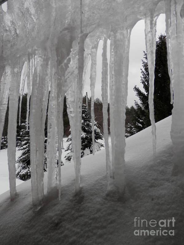 Icicles Poster featuring the photograph Looking out the window by Margaret McDermott