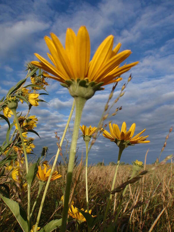 Nature Flower Flowers Wild Wildflower Wildflowers Sky Blue Skies Clouds Cloud Cloudy Looking Up Country Countryside Rural Prairie Prairies Meadow Meadows Minnesota Mn Yellow Captivating West Central False Sunflower Sunflowers Grasslands Grassland Tall Grass Tall-grass Vertical Image Beautiful Beauty Summer Summertime Brilliant Living Dining Sun Family Guest Room Bathroom Hallway Lobby Master Office Bedroom Kitchen Floral Entrance Landscape Landscapes Outdoors Outdoor Digital Scenic Decorative Poster featuring the photograph Looking Up by James Peterson