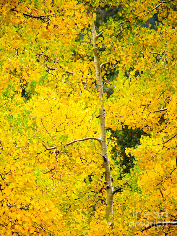 Aspens Poster featuring the photograph Lost In Yellow by Roselynne Broussard