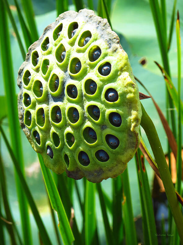 Lotus Pod Poster featuring the photograph Lotus Pod by Shawna Rowe