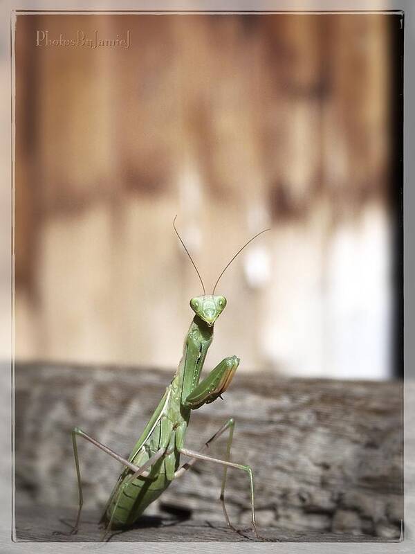 Praying Mantis Poster featuring the photograph Madame Mantis by Jamie Johnson