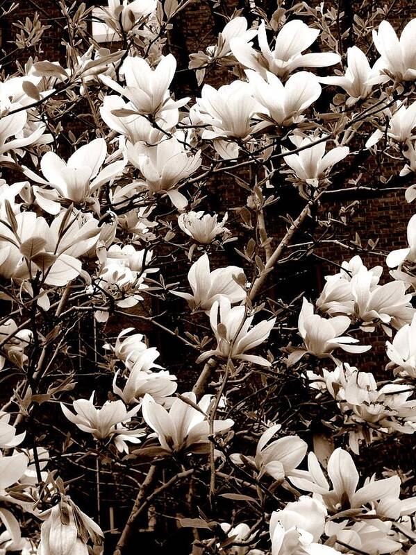 Photography Poster featuring the photograph 'Magnolia Blossoms' by Liza Dey