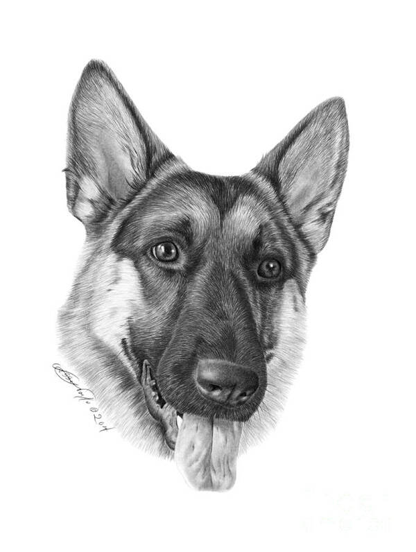 German Shepherd Poster featuring the photograph Magnus - 037 by Abbey Noelle