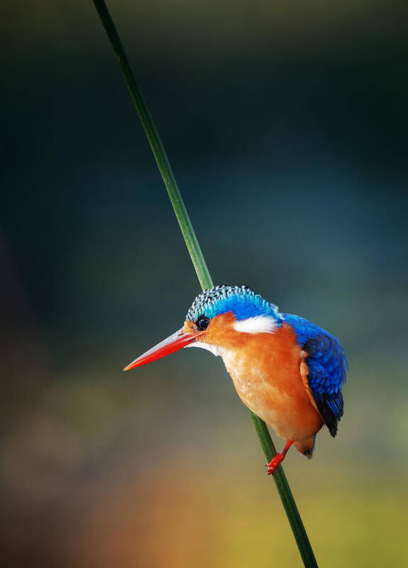 #faatoppicks Poster featuring the photograph Malachite Kingfisher by Johan Swanepoel