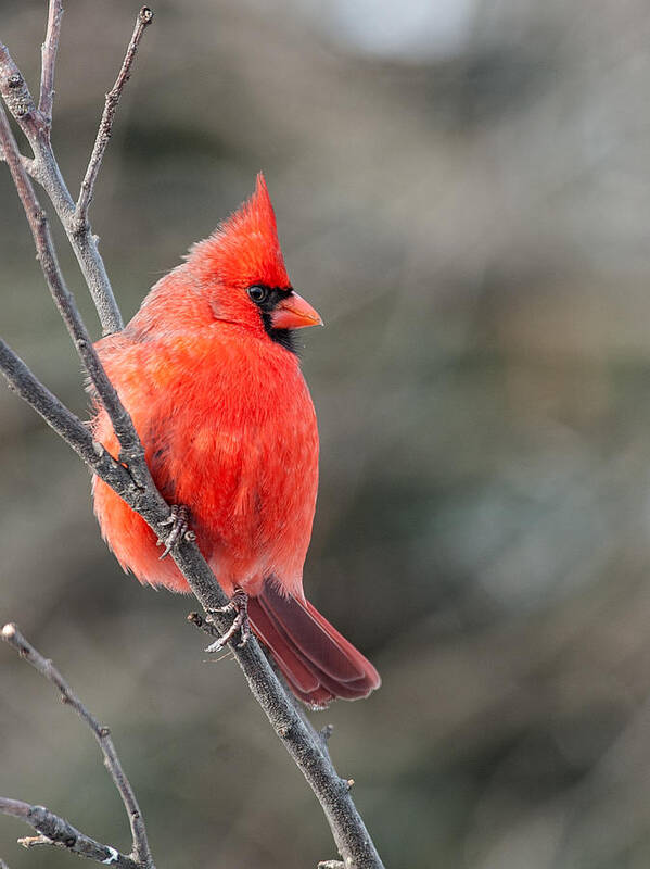 Cardinal Poster featuring the photograph Male Cardinal by Jim Zablotny