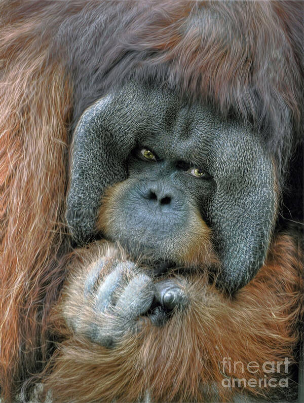 Male Poster featuring the digital art Male Orangutan by Savannah Gibbs