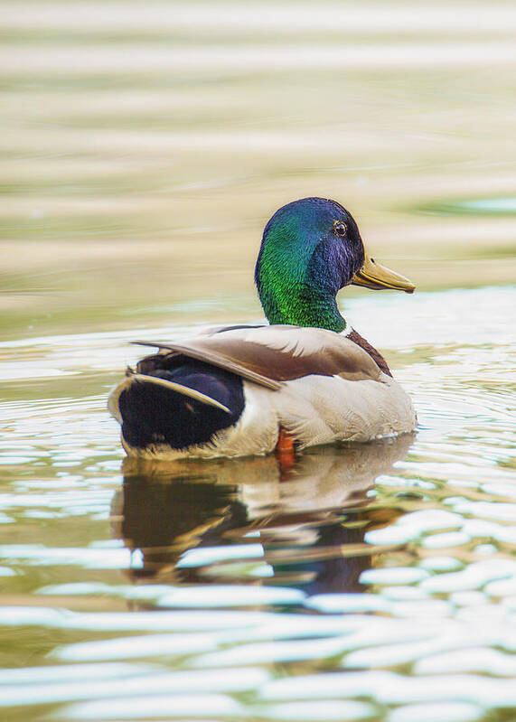 Waterfowl Poster featuring the photograph Mallard Colors From Behind by Bill and Linda Tiepelman