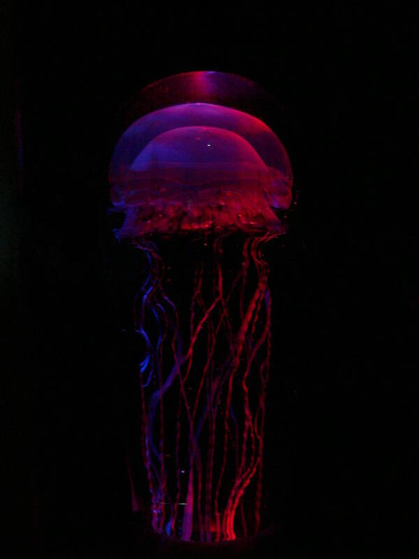 Maui Ocean Center Jellyfish Poster featuring the photograph Maui Ocean Center Jellyfish by Kimo Fernandez