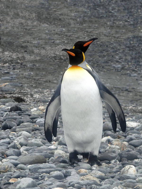 Penguins Poster featuring the photograph Me And My Shadow by Ginny Barklow