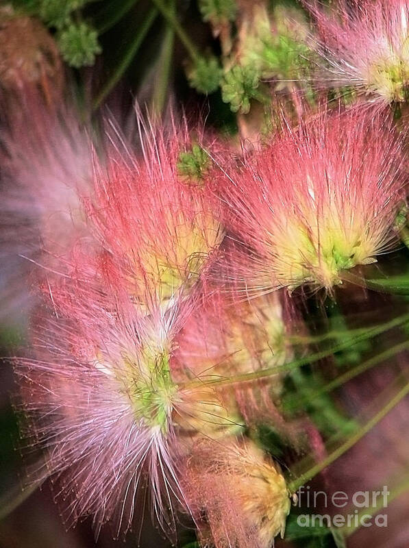 Flowers Poster featuring the photograph Mimosa Explosion by Ellen Cotton