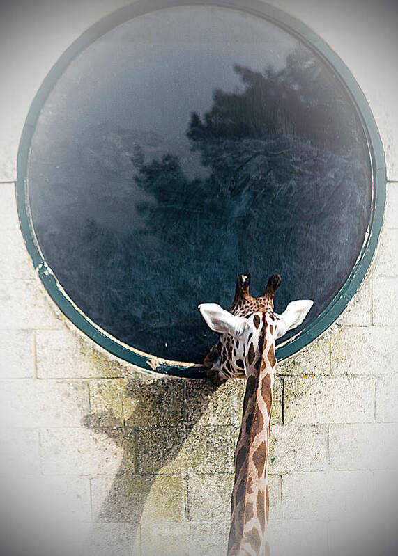 Wildlife Poster featuring the photograph Mirror Mirror On The Wall by Linsey Williams