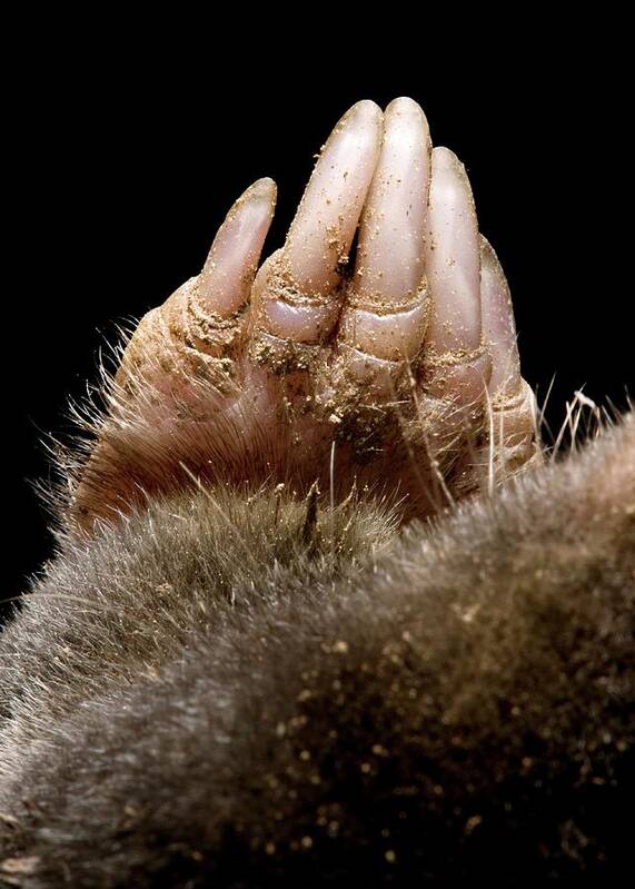 Animal Poster featuring the photograph Mole Forepaw by Tim Vernon / Science Photo Library