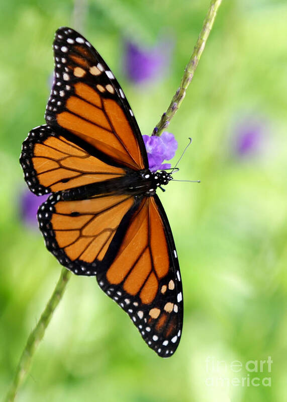 Macro Poster featuring the photograph Monarch Butterfly in Spring by Sabrina L Ryan