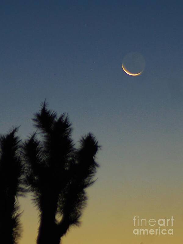 Night Poster featuring the photograph MooN KISSED by Angela J Wright