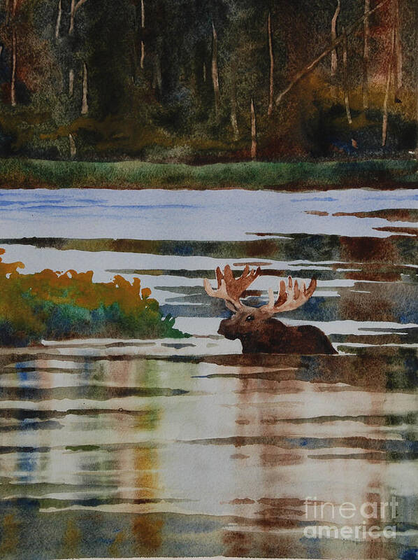 Moose Poster featuring the painting Moose feeding by Heidi E Nelson