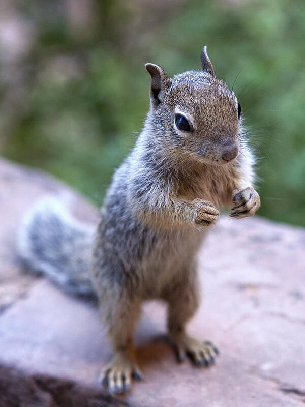 Mountain Poster featuring the photograph Mountain Squirrel 2 by Marilyn Hunt