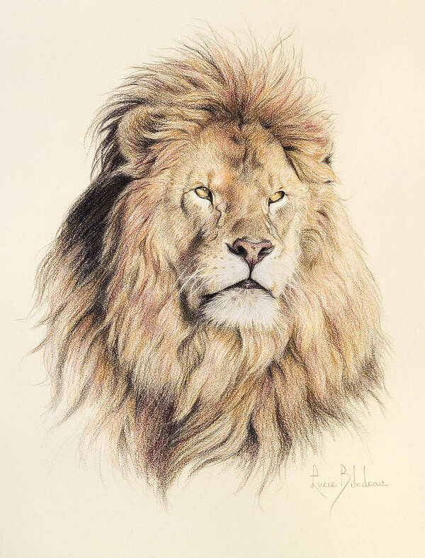 Lion Poster featuring the drawing Mufasa by Lucie Bilodeau