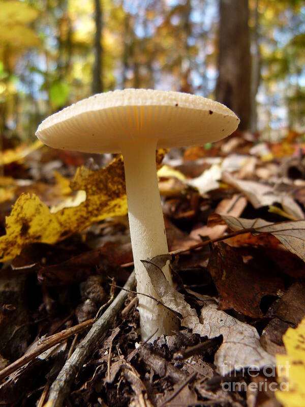 Jane Ford Poster featuring the photograph Mushroom At Walney by Jane Ford