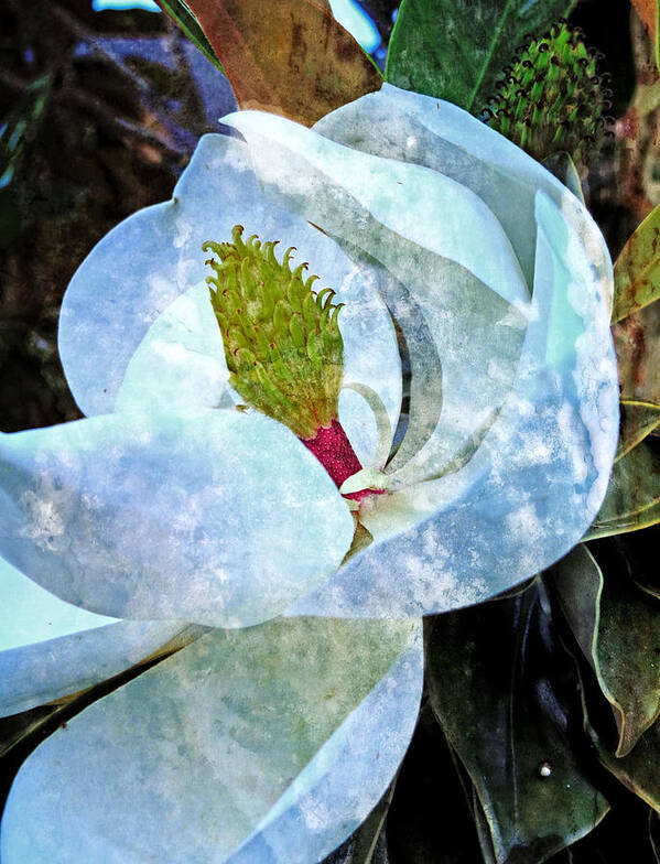 Flower Poster featuring the photograph My Sweet Magnolia by Ella Kaye Dickey