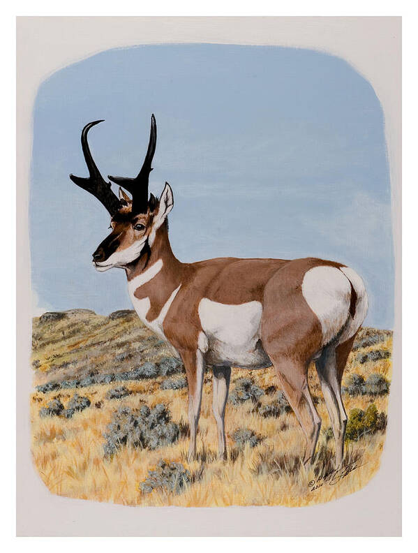Nevada Poster featuring the painting Nevada Pronghorn by Darcy Tate