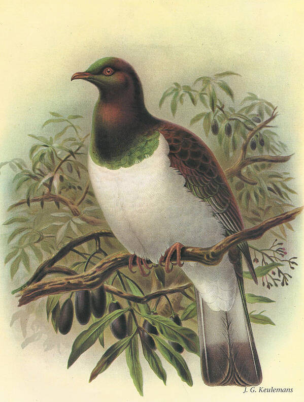 New Zealand Pigeon Poster featuring the painting New Zealand Pigeon by Dreyer Wildlife Print Collections 