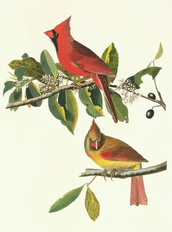 Illustration Poster featuring the photograph Northern Cardinal Birds by Natural History Museum, London/science Photo Library