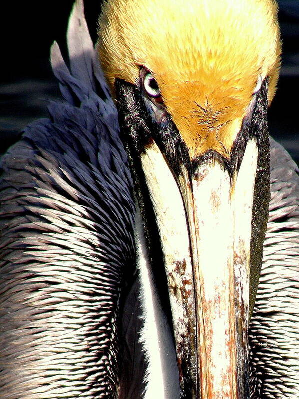 Pelican Poster featuring the photograph Not My Fish by Antonia Citrino