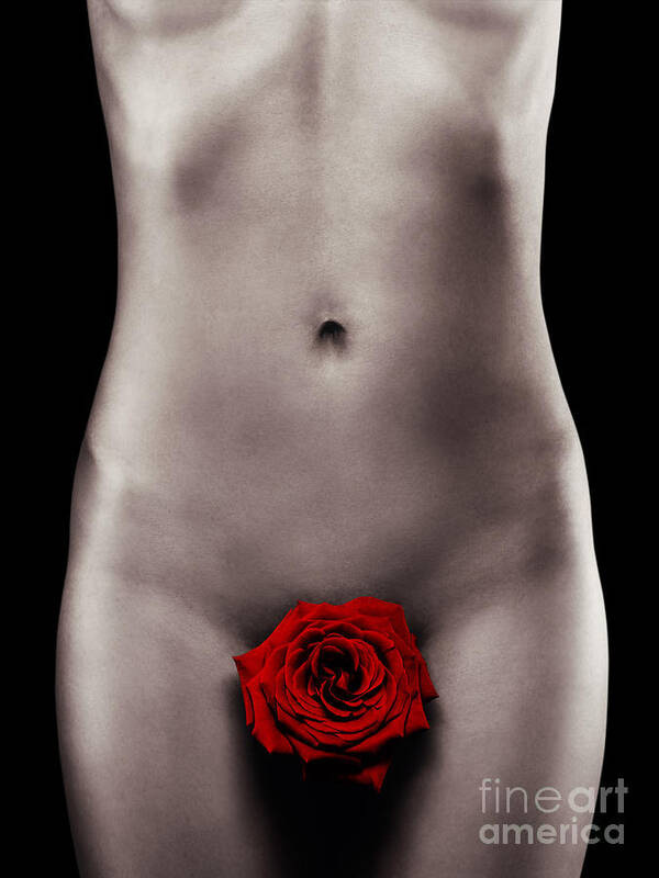 Nude Poster featuring the photograph Nude Woman Body with a Red Rose by Maxim Images Exquisite Prints