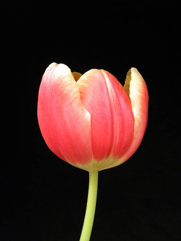Macro Poster featuring the photograph One Tulip by Julie Palencia