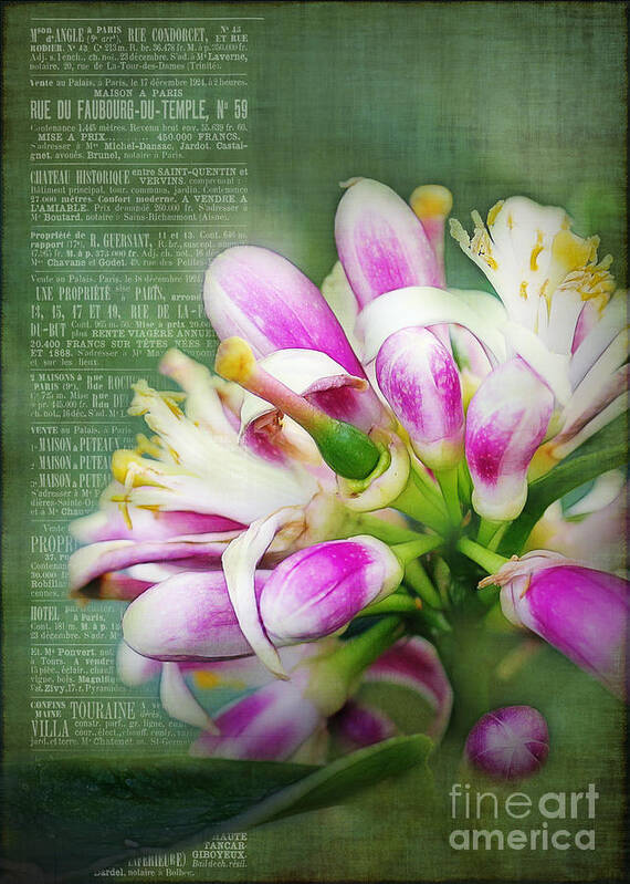 Orange Poster featuring the photograph Orange Blossom Special by Judi Bagwell