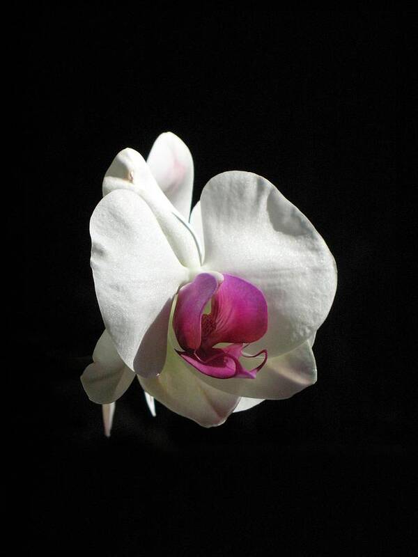 Orchid Poster featuring the photograph Orchid by Andrea Lazar