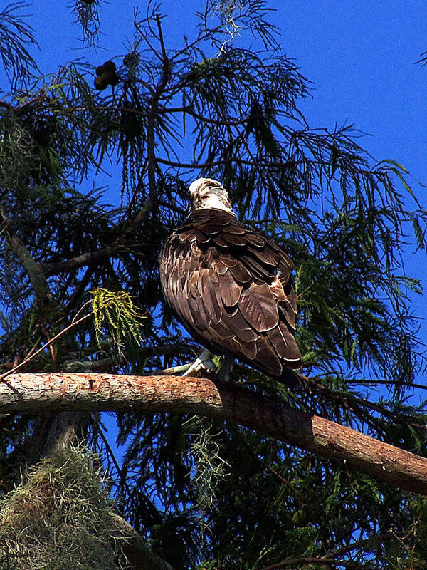 Osprey Poster featuring the photograph Osprey 005 by Christopher Mercer