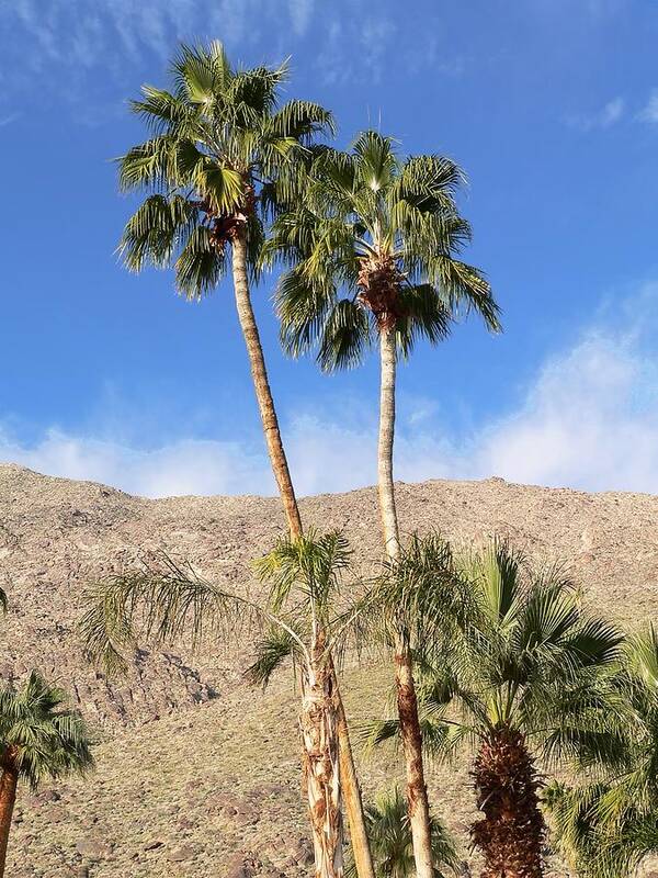 California Poster featuring the photograph Palm Springs Mountains by Steve Ondrus