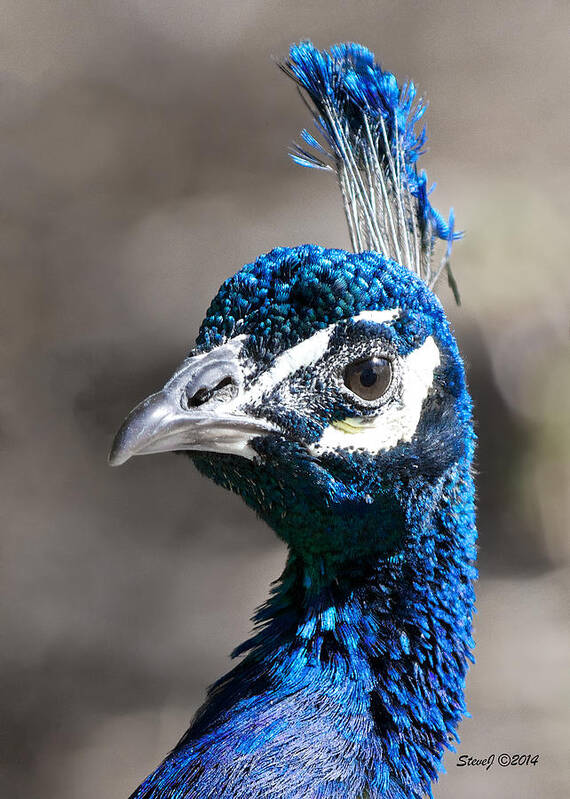 Peacock Poster featuring the photograph Peacock Blue by Stephen Johnson