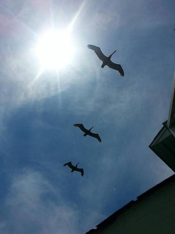 Pelicans Poster featuring the photograph Pelican Flight by Robert Scarborough