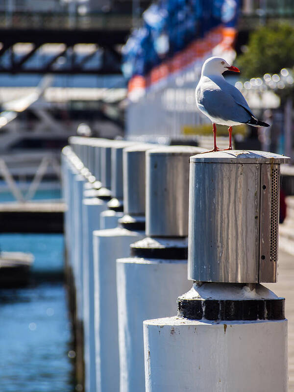 Seagull Poster featuring the photograph Perched by Kaleidoscopik Photography