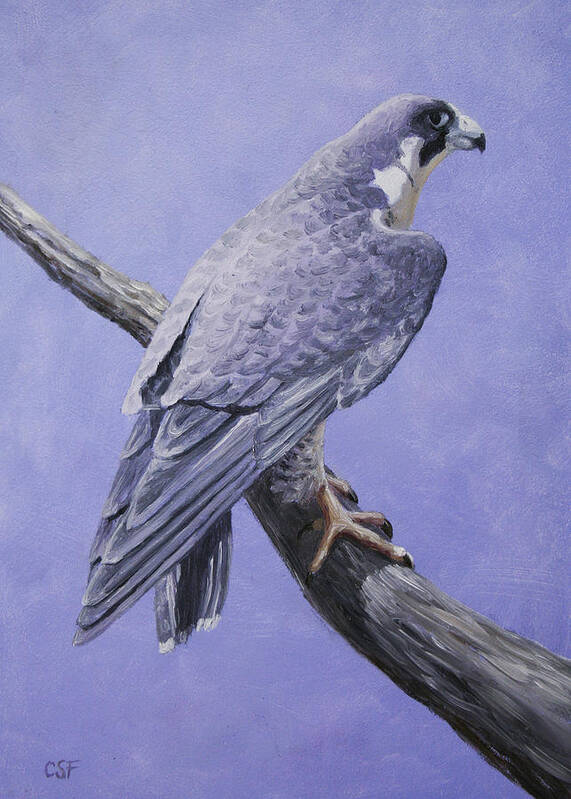 Bird Poster featuring the painting Peregrine Falcon by Crista Forest
