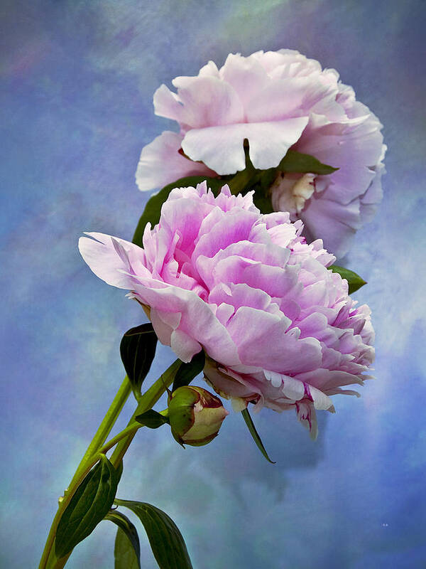 Peony Poster featuring the photograph Perfume And Powdery Pastels by Theresa Tahara