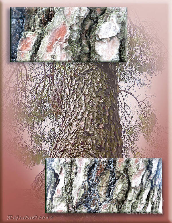 Pine Poster featuring the digital art Pine bark study 1 - photograph by Giada Rossi by Giada Rossi