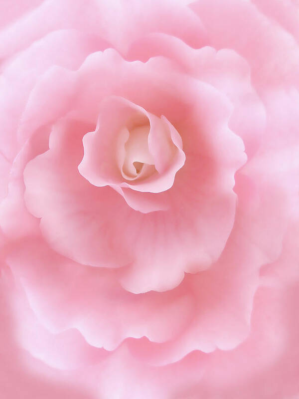 Begonia Poster featuring the photograph Pink Fantasy Begonia Flower by Jennie Marie Schell