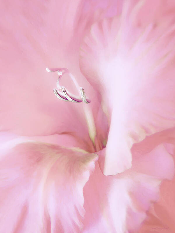 Gladiola Poster featuring the photograph Pink Gladiolus Flower by Jennie Marie Schell
