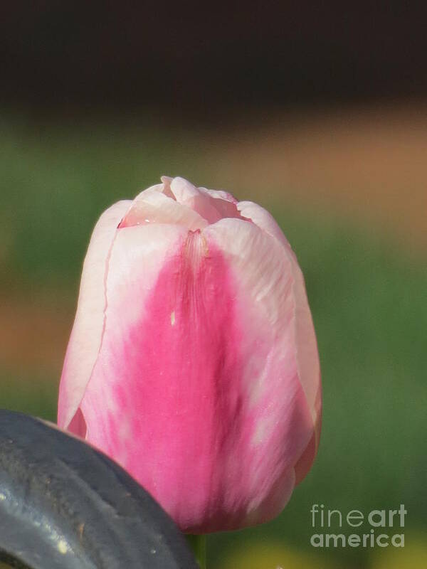 Flower Poster featuring the photograph Pink Tulip by Anita Adams