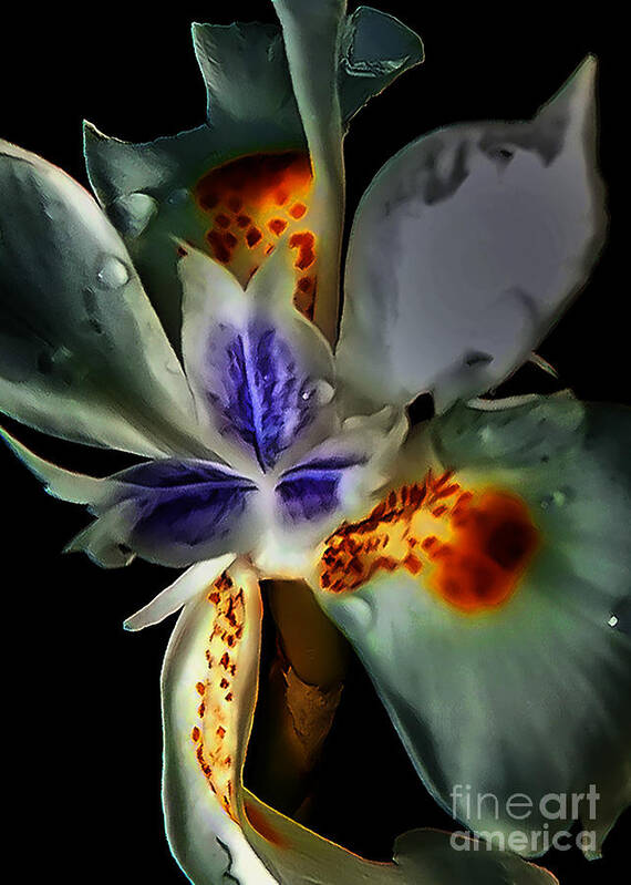 Macro Poster featuring the photograph Pleatleaf Flower by Barry Weiss