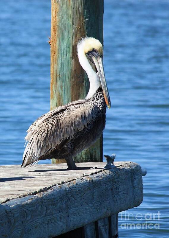 Animal Poster featuring the photograph Posing Pelican by Carol Groenen