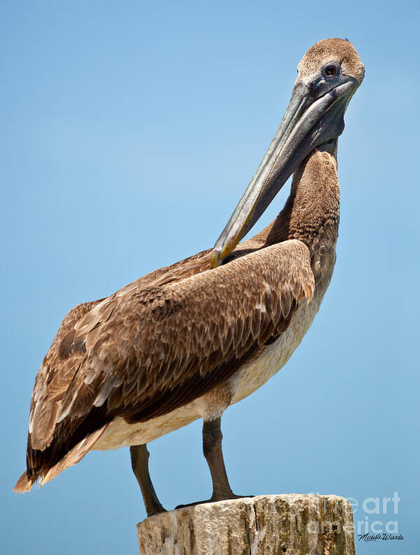 Posing Pelican Poster featuring the photograph Posing Pelican by Michelle Constantine