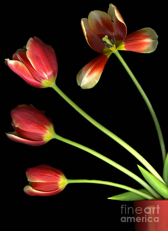 Scanography Poster featuring the photograph Pot of Tulips by Christian Slanec