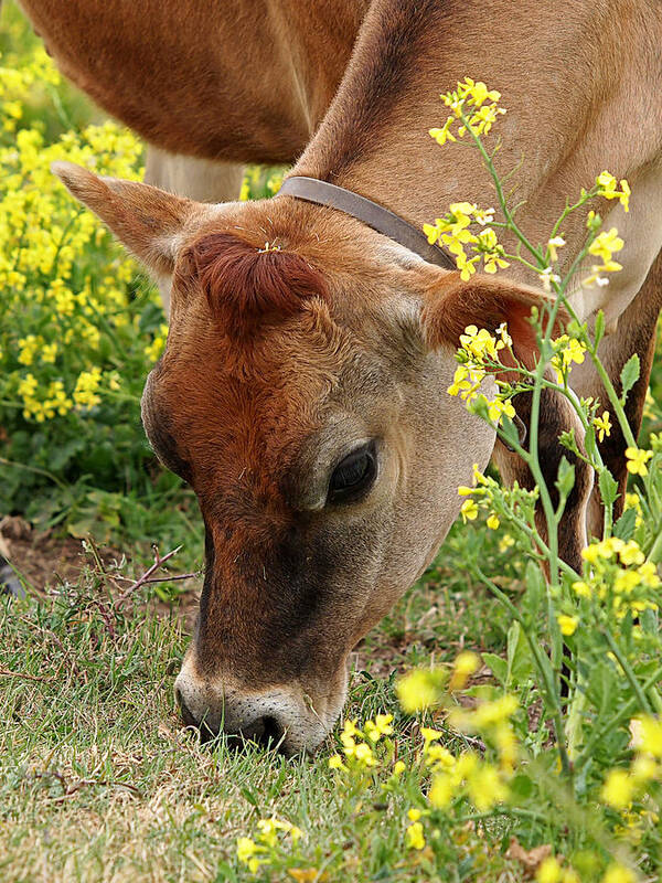 Jersey Cow Poster featuring the photograph Pretty Jersey Cow - Vertical by Gill Billington