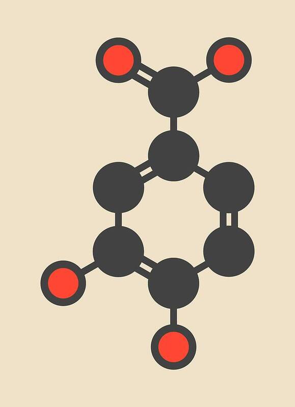 Molecular Model Poster featuring the photograph Protocatechuic Acid Green Tea Molecule by Molekuul/science Photo Library