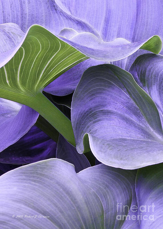 Calla Lily Poster featuring the photograph Purple Calla Lily Bush by Richard J Thompson