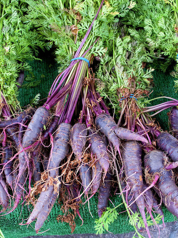 Purple Poster featuring the photograph Purple Carrots At A Farmers Market by Bill Boch